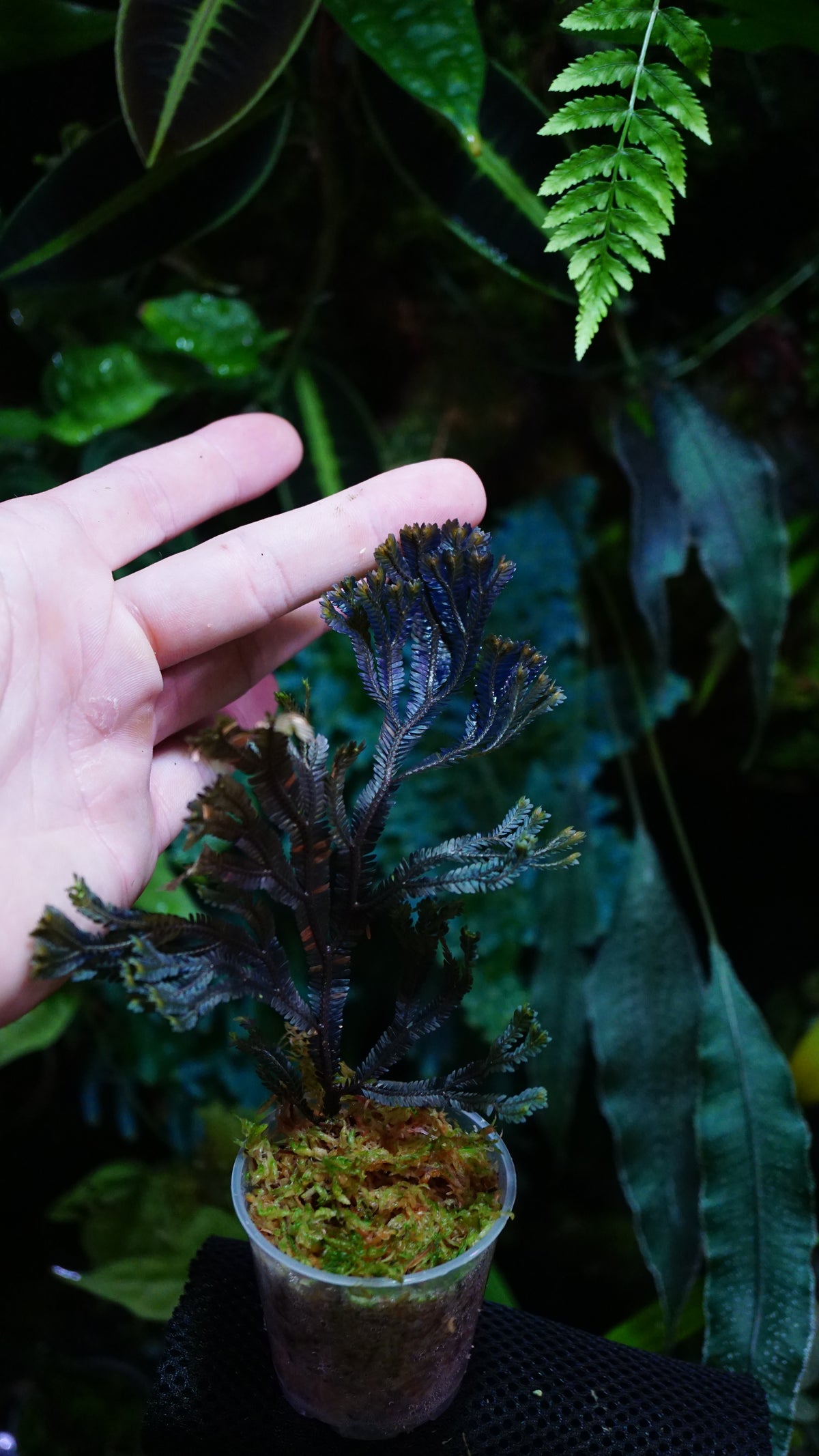Selaginella sp ( dark species ) 2