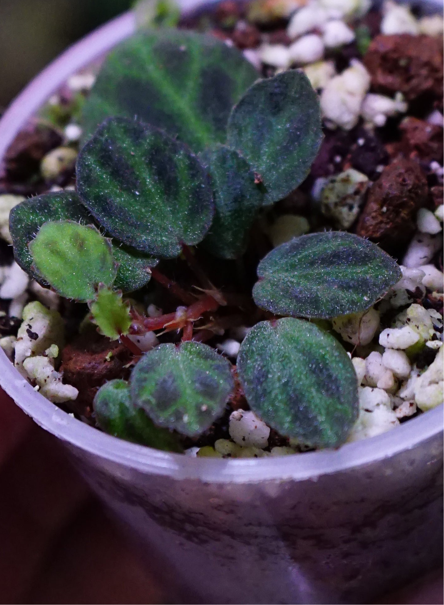 Bégonia mini Sumatra