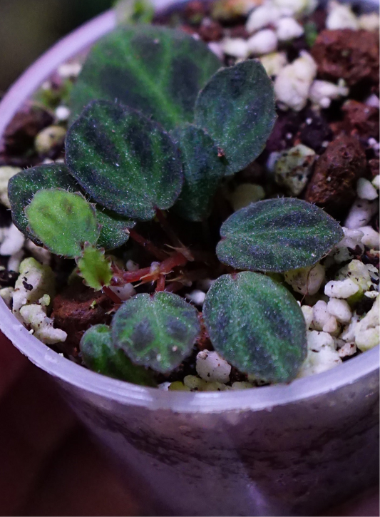 Bégonia mini Sumatra