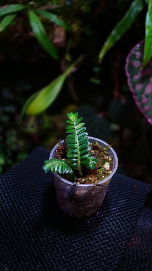 Elastostema salvinoides