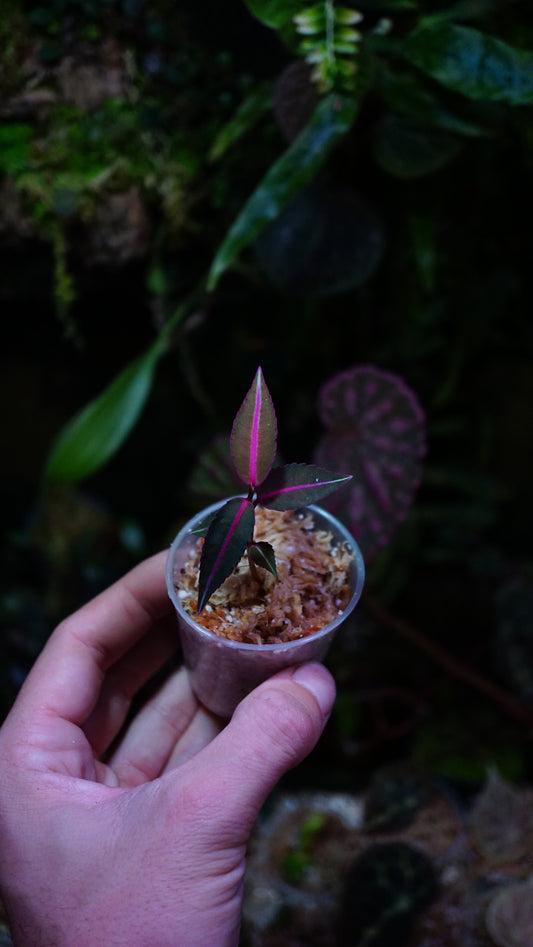 Emblemantha ( labisia petite feuille )