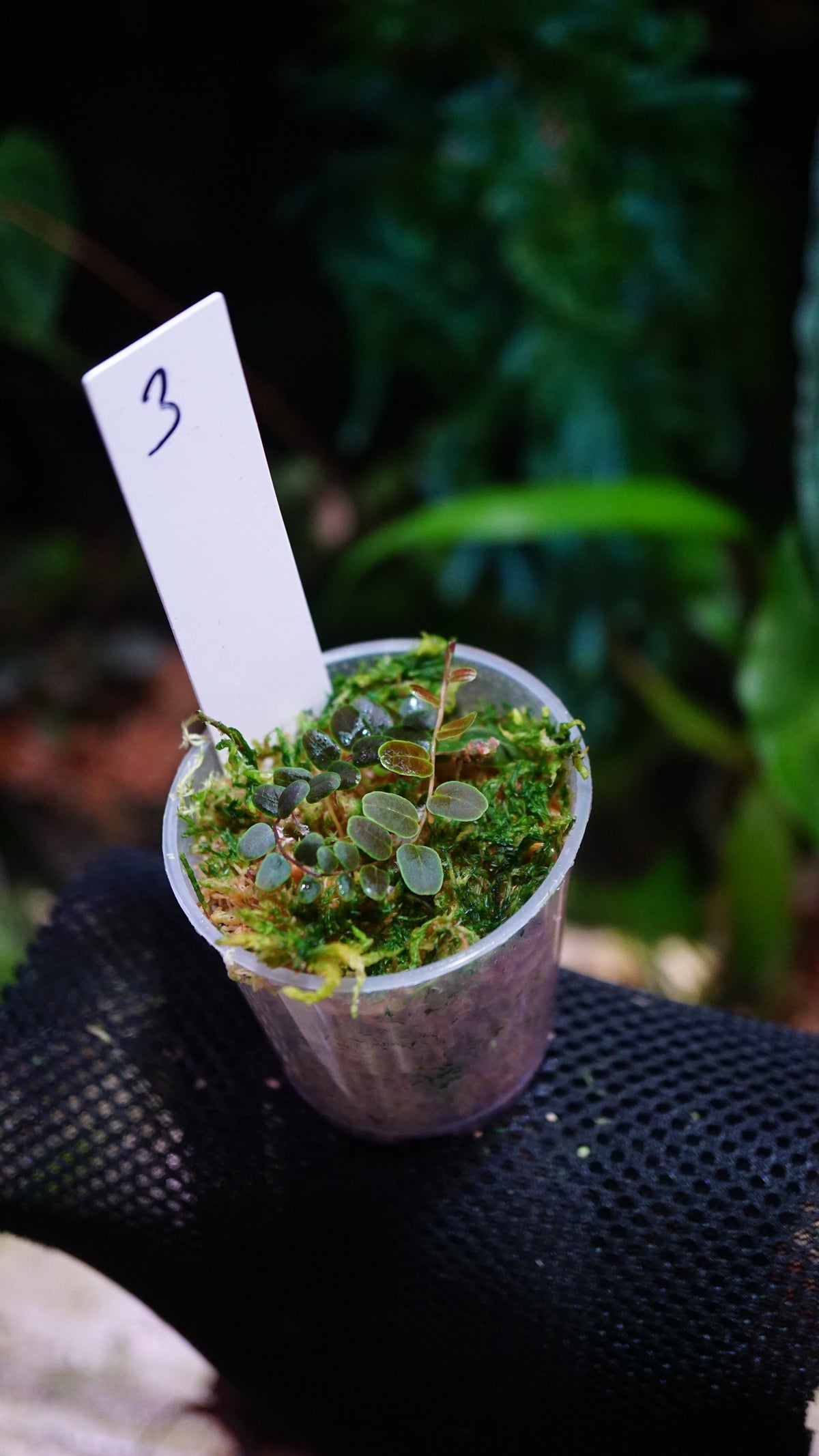 Marcgravia sp 3