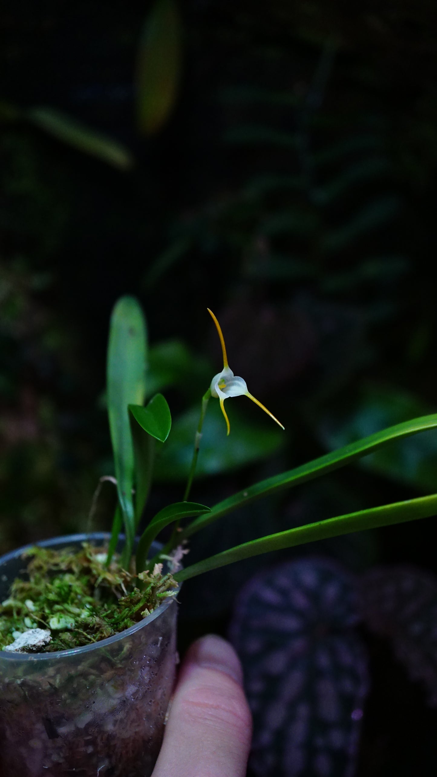 Masdevalia attenuata