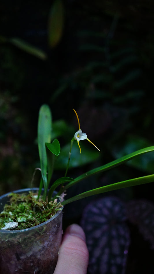 Masdevalia attenuata