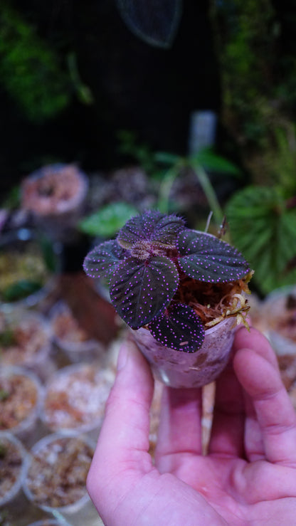 Sarcopyramis sp pink