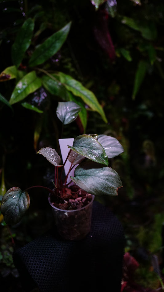 Homalomena humilis silver