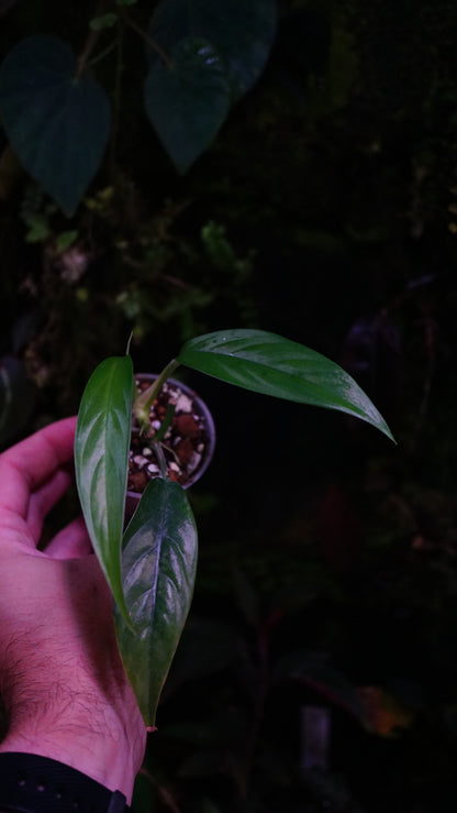 Raphydophora megasperma