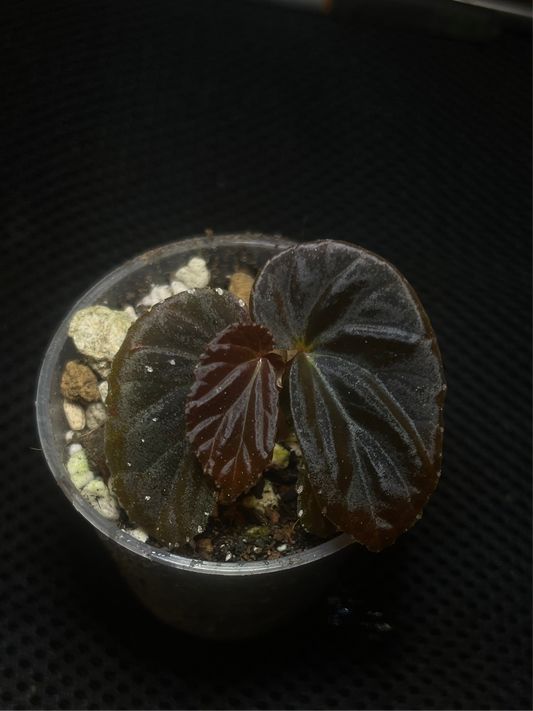 Bégonia black blood