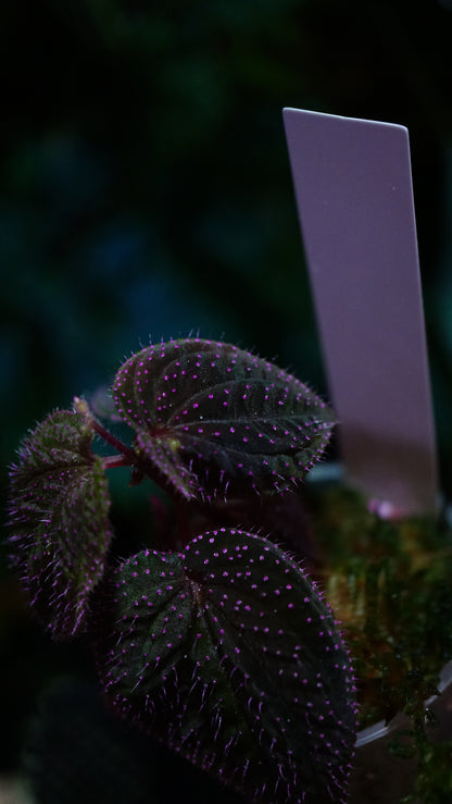 Sarcopyramis sp pink