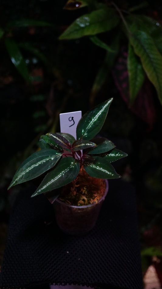 Sonerila sp Vietnam