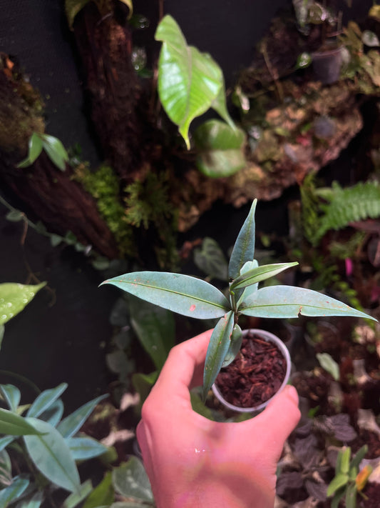 Ardisia sp ( blue form )