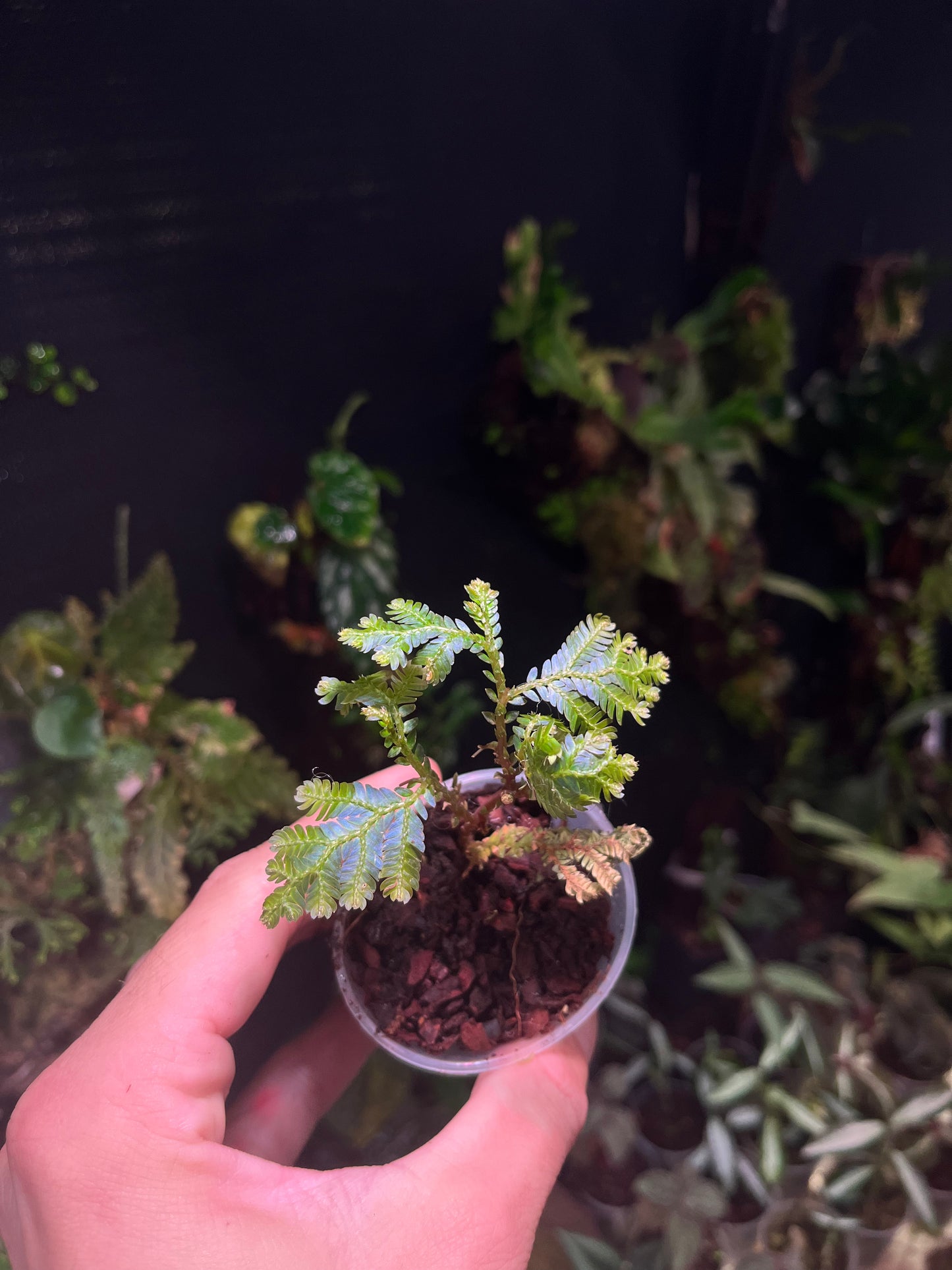 Selaginella sp dark blue