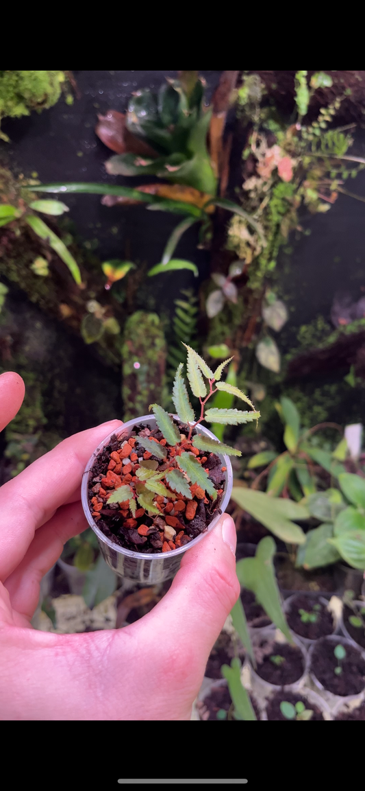 Begonia pteridiformis green