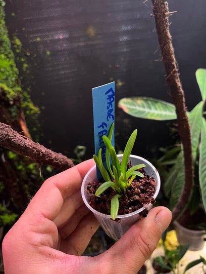 Masdevallia falcago