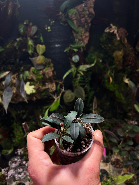 Bucephalendra sp
