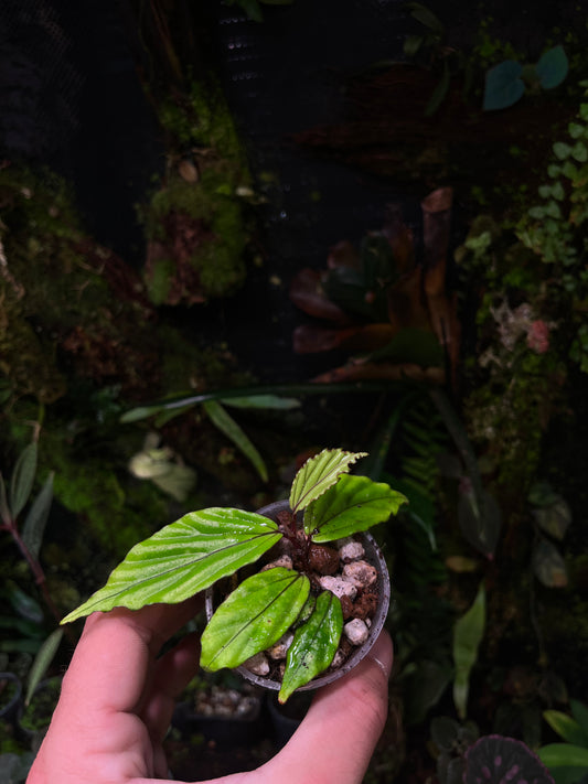 Bégonia sp