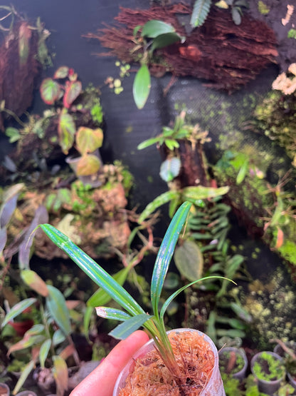 Mapania caudata