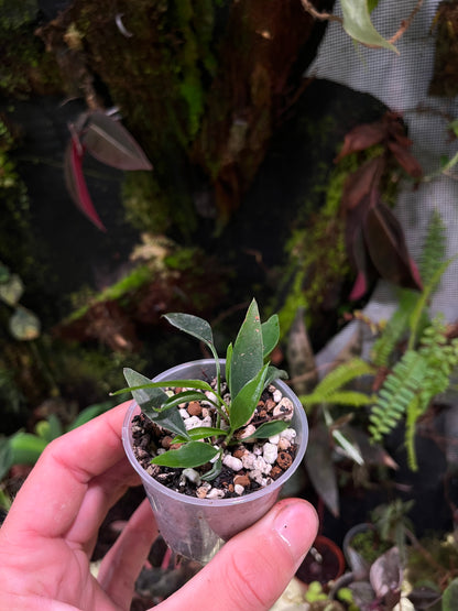 Philodendron mini midget