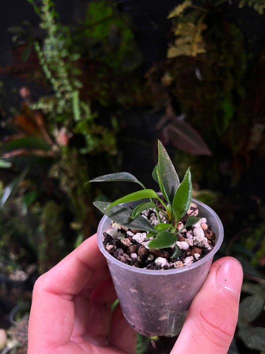 Philodendron mini midget