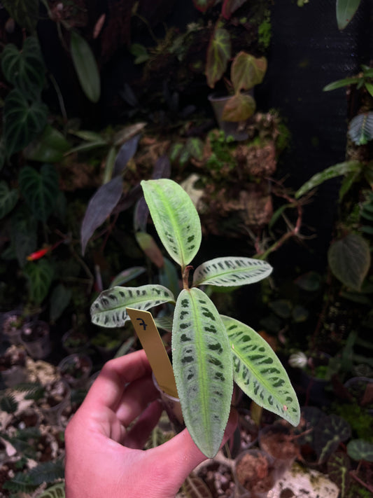Emblemantha (labisia) N 7