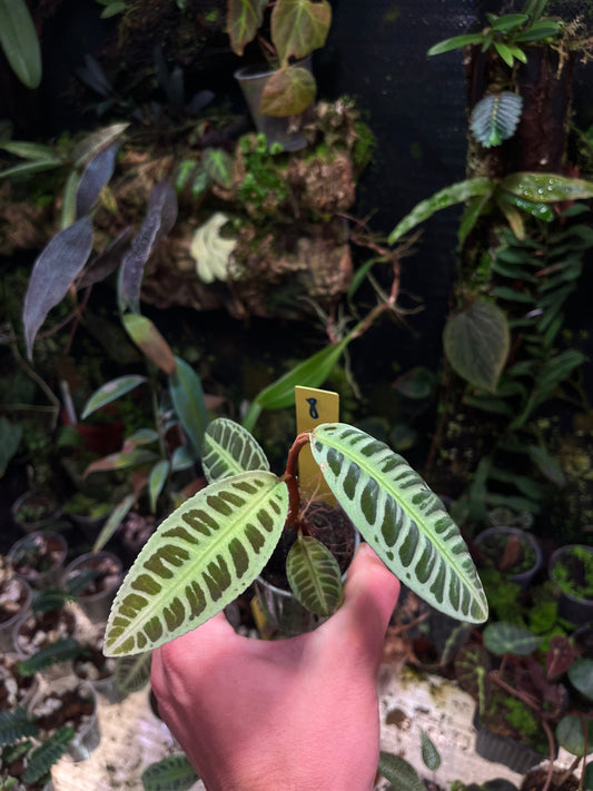 Emblemantha (Labisia) N8