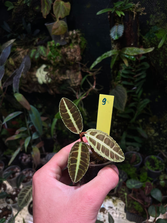 Emblemantha ( labisia ) N9