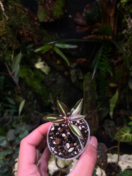 Sonerila sp