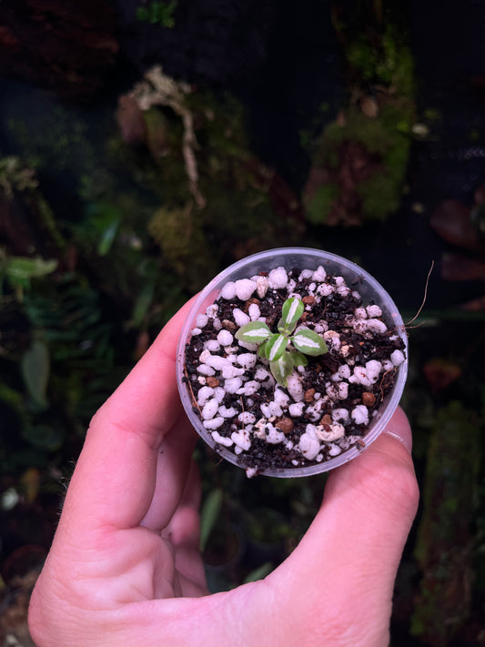 Sonerila sp