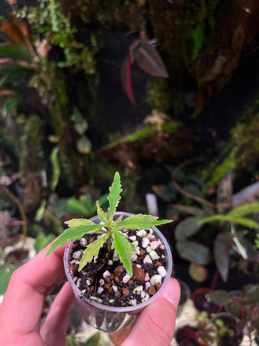 Labisia sp boyan