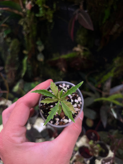 Labisia sp boyan
