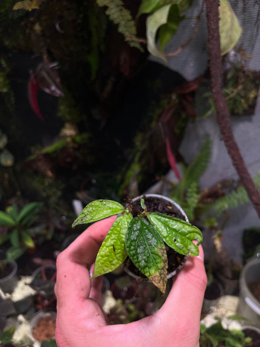 Elastostemma sp