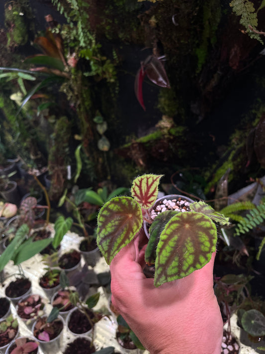 Bégonia quadrillata