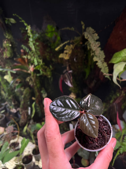 Labisia black