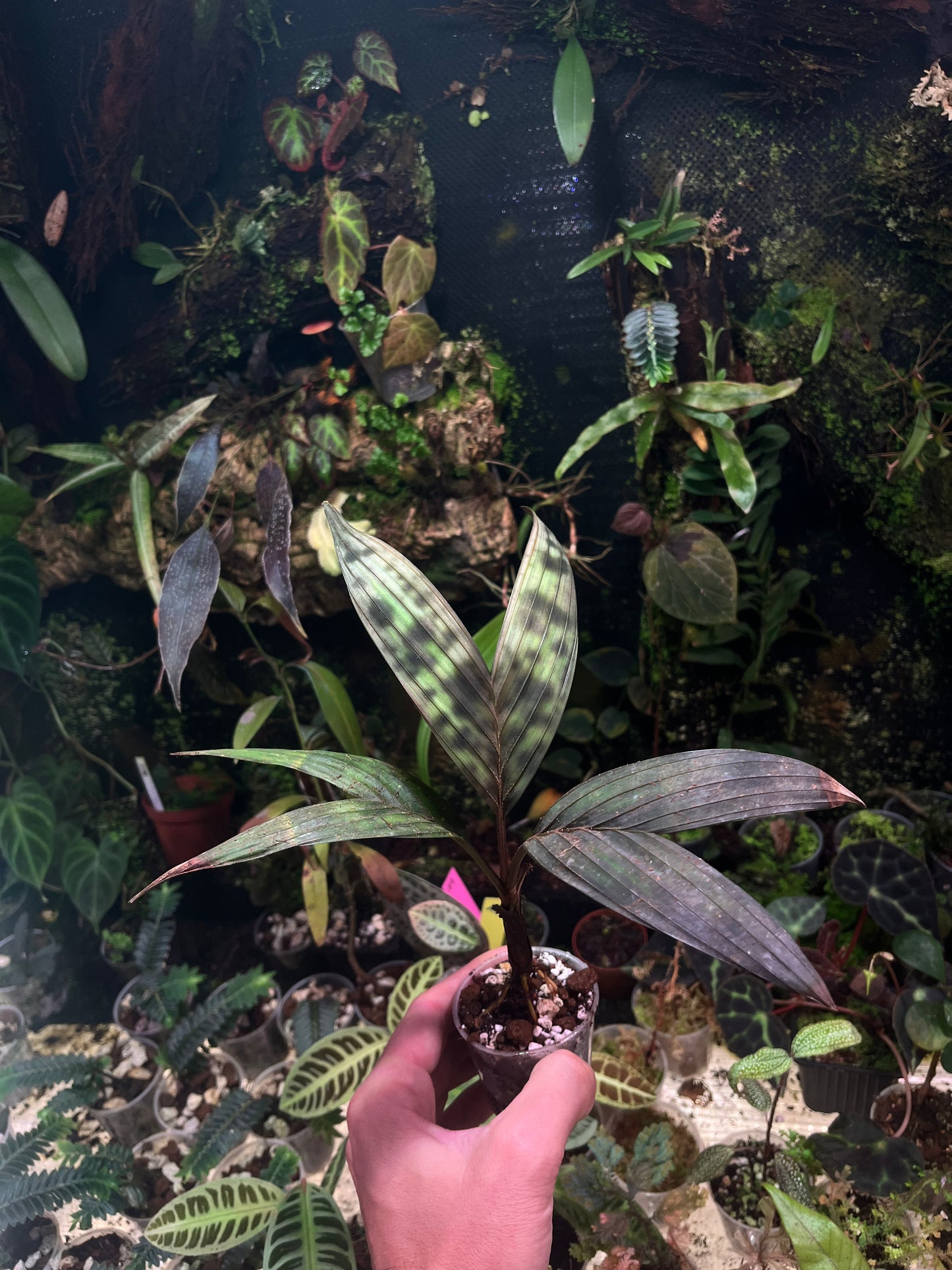 Pinanga crassipes