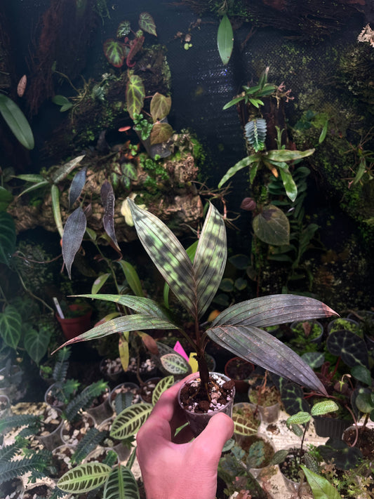 Pinanga crassipes