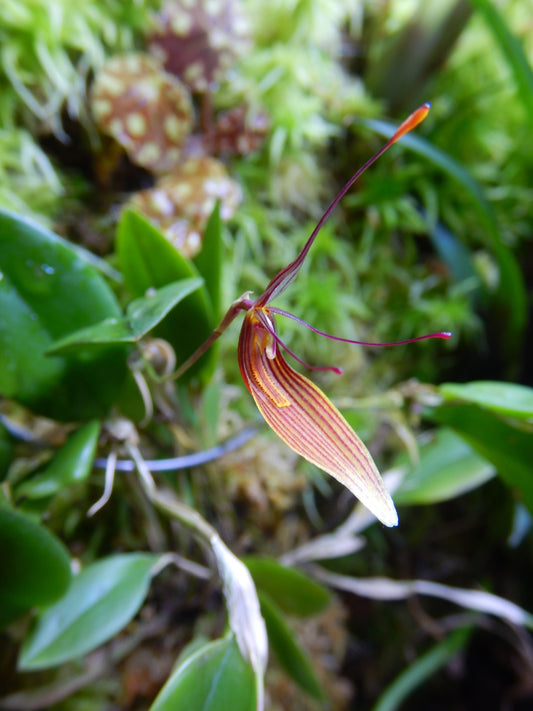 Restrepia trichoglossa