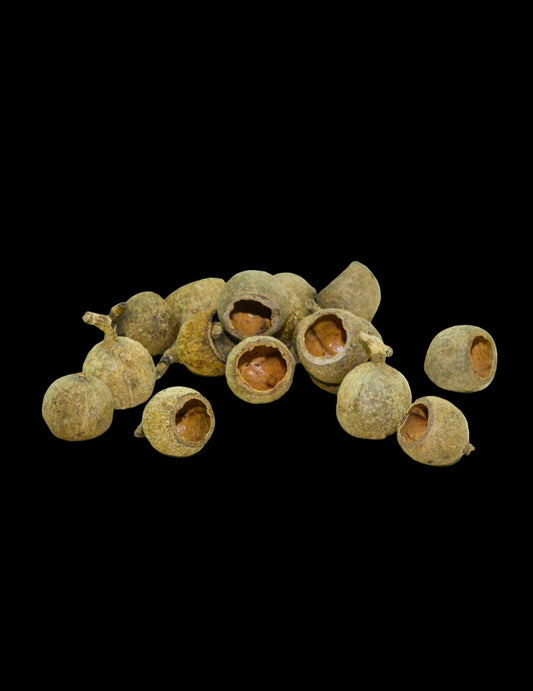 GOUSSES DE GOURI (lot de 3 gousses)