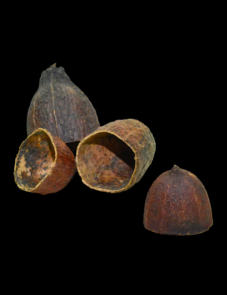 CABOSSES DE CACAO
