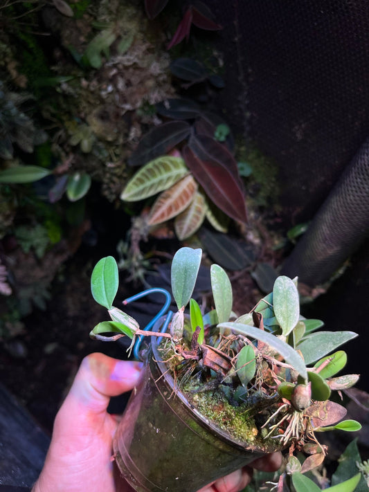 Bulbophyllum pardalotum (3 Zwiebeln)