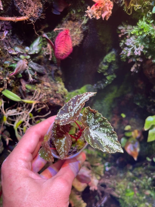 Begonia variabilis type 1