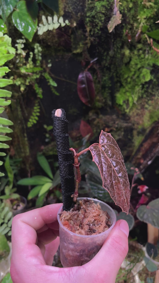 Pterisanthes sp esteban